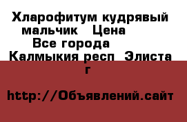 Хларофитум кудрявый мальчик › Цена ­ 30 - Все города  »    . Калмыкия респ.,Элиста г.